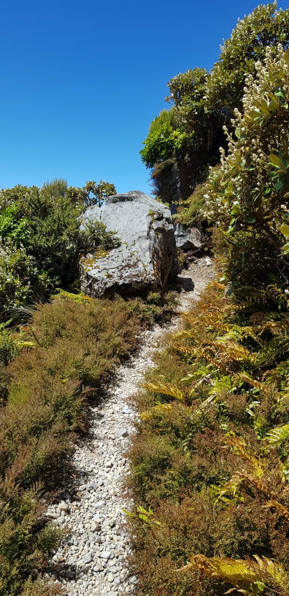 20250109_150127_NewZealand-scaled